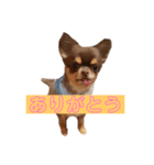 ほたてとどら（個別スタンプ：5）