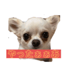 ほたてとどら（個別スタンプ：12）