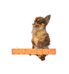 ほたてとどら（個別スタンプ：13）