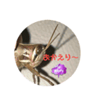 愉快な生き物達！5（個別スタンプ：11）