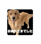 びすけ物語／mimi27（個別スタンプ：1）