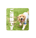 びすけ物語／mimi27（個別スタンプ：3）