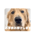 びすけ物語／mimi27（個別スタンプ：4）