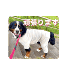 びすけ物語／mimi27（個別スタンプ：5）