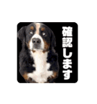 びすけ物語／mimi27（個別スタンプ：6）