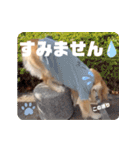 びすけ物語／mimi27（個別スタンプ：9）