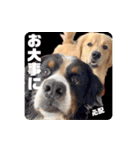びすけ物語／mimi27（個別スタンプ：10）