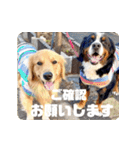 びすけ物語／mimi27（個別スタンプ：11）