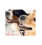 びすけ物語／mimi27（個別スタンプ：12）