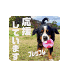 びすけ物語／mimi27（個別スタンプ：13）