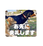 びすけ物語／mimi27（個別スタンプ：16）