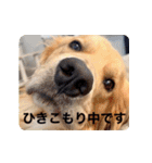 びすけ物語／mimi27（個別スタンプ：17）