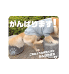 びすけ物語／mimi27（個別スタンプ：18）