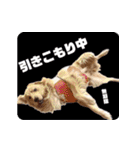 びすけ物語／mimi27（個別スタンプ：19）