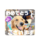 びすけ物語／mimi27（個別スタンプ：21）