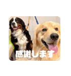 びすけ物語／mimi27（個別スタンプ：22）