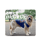 びすけ物語／mimi27（個別スタンプ：23）
