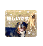 びすけ物語／mimi27（個別スタンプ：24）