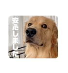 びすけ物語／mimi27（個別スタンプ：25）