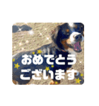 びすけ物語／mimi27（個別スタンプ：26）