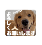 びすけ物語／mimi27（個別スタンプ：27）