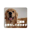 びすけ物語／mimi27（個別スタンプ：29）