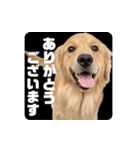 びすけ物語／mimi27（個別スタンプ：31）