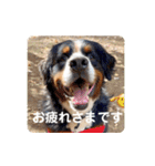 びすけ物語／mimi27（個別スタンプ：34）