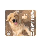 びすけ物語／mimi27（個別スタンプ：35）