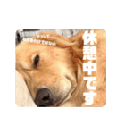 びすけ物語／mimi27（個別スタンプ：36）