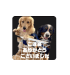 びすけ物語／mimi27（個別スタンプ：38）
