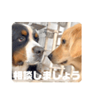 びすけ物語／mimi27（個別スタンプ：40）