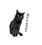 黒猫acw（個別スタンプ：1）