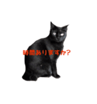 黒猫acw（個別スタンプ：3）