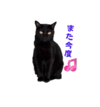 黒猫acw（個別スタンプ：5）