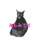 黒猫acw（個別スタンプ：6）
