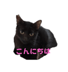 黒猫acw（個別スタンプ：7）