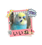 ミィミィスタンプ！（個別スタンプ：31）