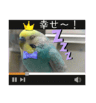 ミィミィスタンプ！（個別スタンプ：37）