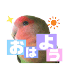 pi _1（個別スタンプ：1）