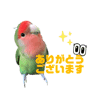 pi _1（個別スタンプ：4）