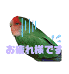 pi _1（個別スタンプ：6）