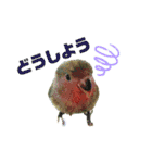 pi _1（個別スタンプ：21）