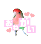 pi _1（個別スタンプ：26）