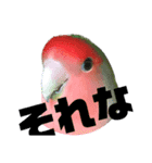 pi _1（個別スタンプ：29）