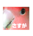 pi _1（個別スタンプ：32）