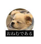 おもちのまいにち そのいち（個別スタンプ：1）