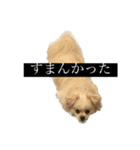 おもちのまいにち そのいち（個別スタンプ：10）