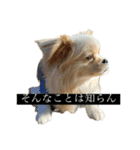 おもちのまいにち そのいち（個別スタンプ：11）