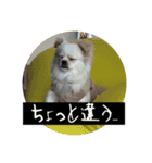 おもちのまいにち そのいち（個別スタンプ：13）